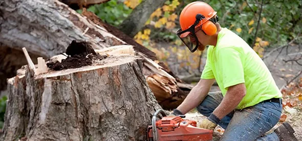 Tree service worker in safety gear operating a chainsaw to cut a tree stump.