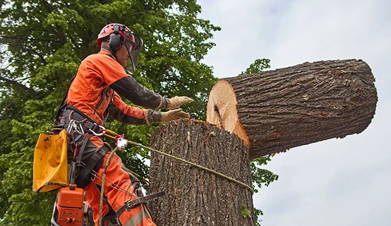 Arborist in orange safety gear cutting a thick tree trunk with a chainsaw outdoors.