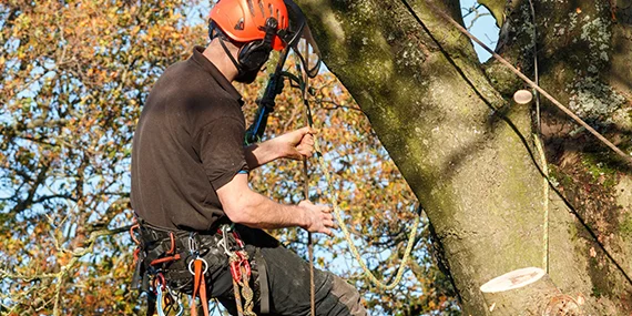 Tree worker using a chainsaw to trim a tree branch in an outdoor setting.
