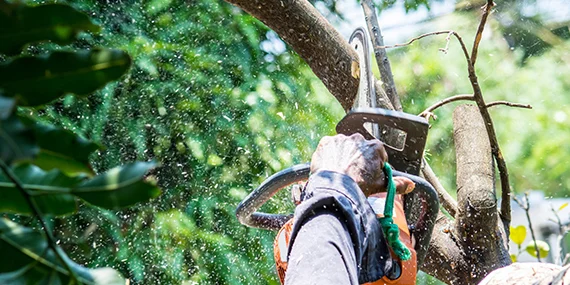 Arborist using chainsaw to carefully prune a tree branch in a green garden.