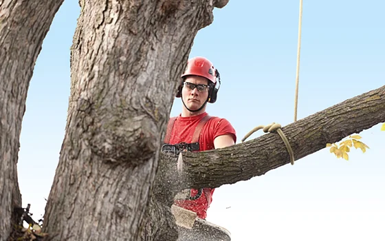 Arborist wearing safety gear cutting a large tree branch while suspended by ropes.
