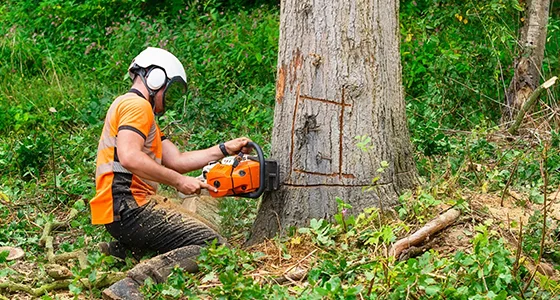 Worker in orange vest and white helmet using chainsaw to cut dense vegetation outdoors.