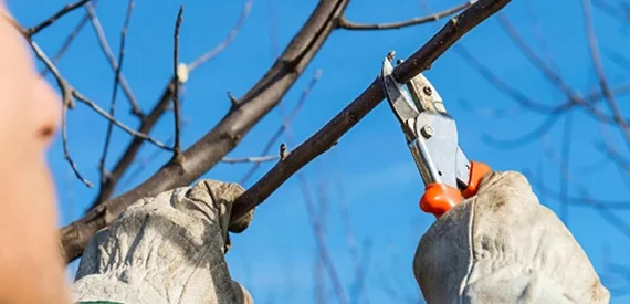 Close-up of hands cutting a fruit tree branch with pruning shears against blue sky.
