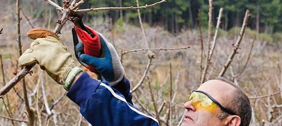 Worker wearing yellow safety glasses using pruning shears to trim tree branches.