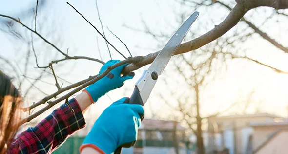 Close-up of hands using pruning shears to trim tree branches outdoors.