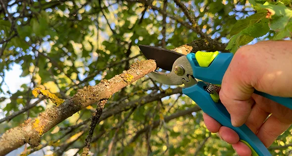 Hands wearing gloves trimming tree branches with pruning shears in a garden.