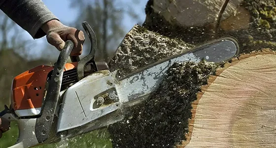 Close-up of worker using chainsaw to cut thick tree trunk with sawdust flying.