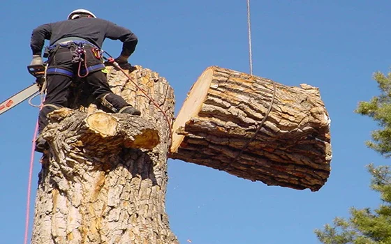 Arborist climbing a large tree stump, preparing to cut a heavy log with safety gear in daylight.