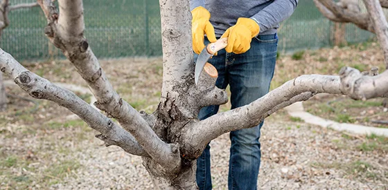 Person wearing gloves pruning thick tree branches with manual saw in garden.