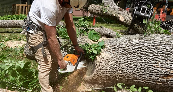 Worker using chainsaw to cut a large fallen tree trunk on the ground in a yard.