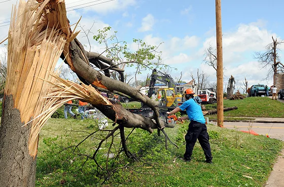 Tree removal worker in a bucket lift pruning high tree branches against a clear blue sky.
