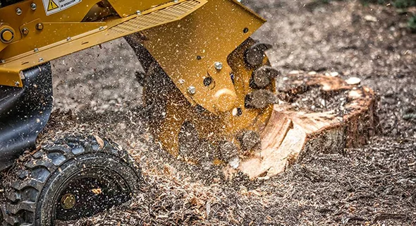Close-up of tree stump being ground down with a stump grinder machine producing wood chips.