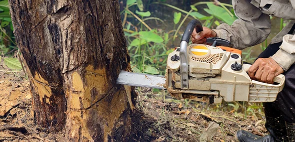 Chainsaw cutting through a tree trunk during tree maintenance.